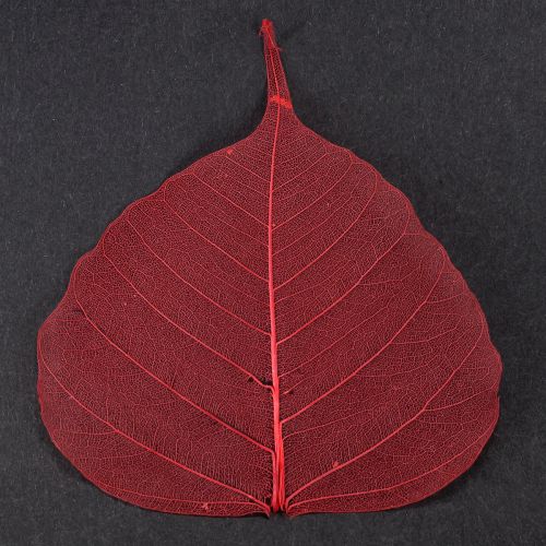 Produkt Liście szkieletowe Bodhi liście szkieletowe czerwone 5-15cm 200 sztuk