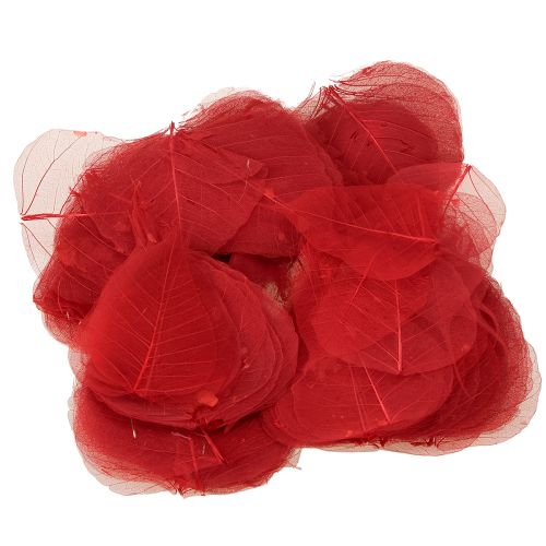 Produkt Liście szkieletowe Bodhi liście szkieletowe czerwone 5-15cm 200 sztuk