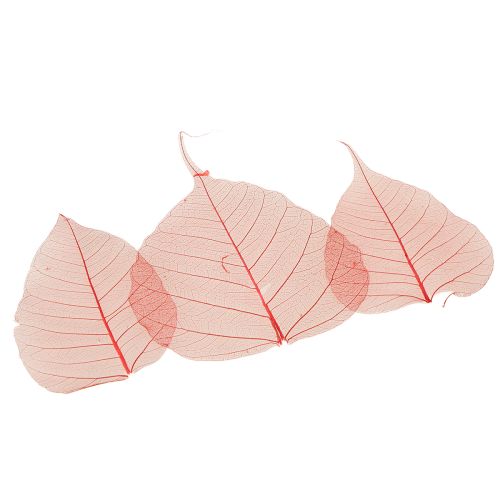 Produkt Liście szkieletowe Bodhi liście szkieletowe czerwone 5-15cm 200 sztuk