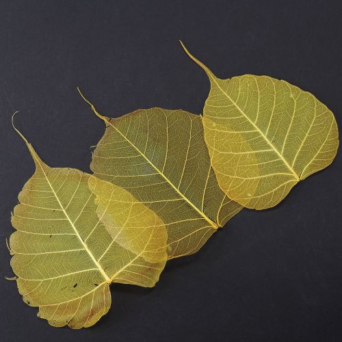 Floristik24 Liście szkieletowe, liście figowe topoli, żółte, 5-15 cm, 200 sztuk