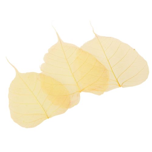 Produkt Liście szkieletowe, liście figowe topoli, żółte, 5-15 cm, 200 sztuk