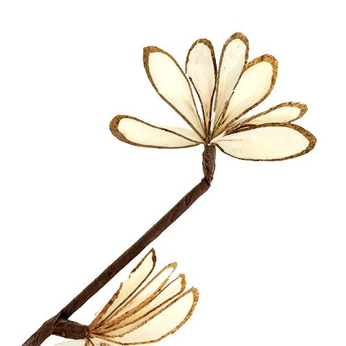 Floristik24 Sola Chips Sunny Stick Brązowy, Biały 6 szt.