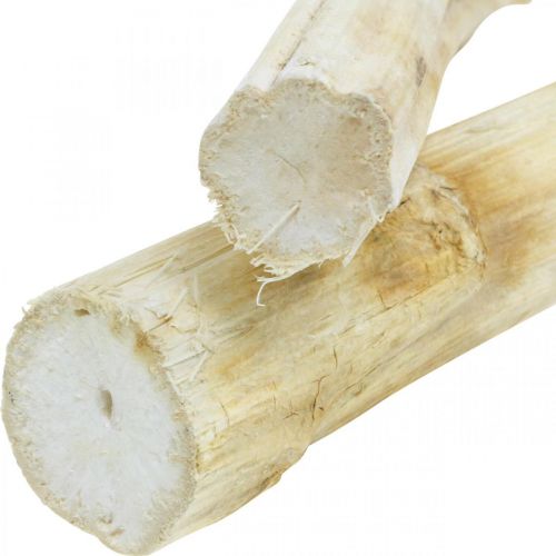 Produkt Łodyga słonecznika 20cm biała 12 szt