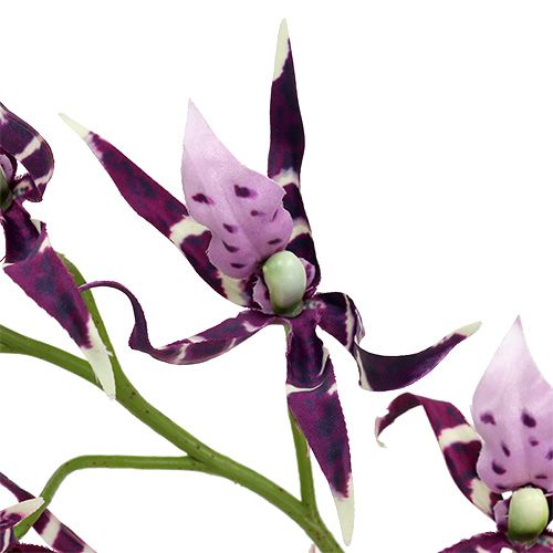Floristik24 Storczyki pająk Brassia fioletowe 108cm 3szt