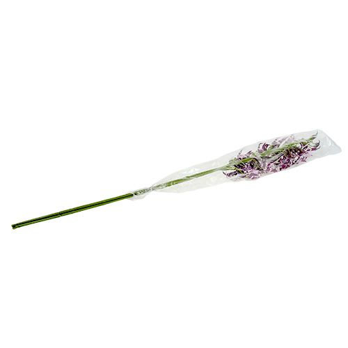 Floristik24 Storczyki pająk Brassia fioletowe 108cm 3szt