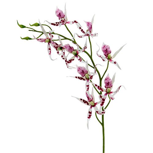 Floristik24 Pająki storczyki Brassia Pink-White 108cm 3szt.