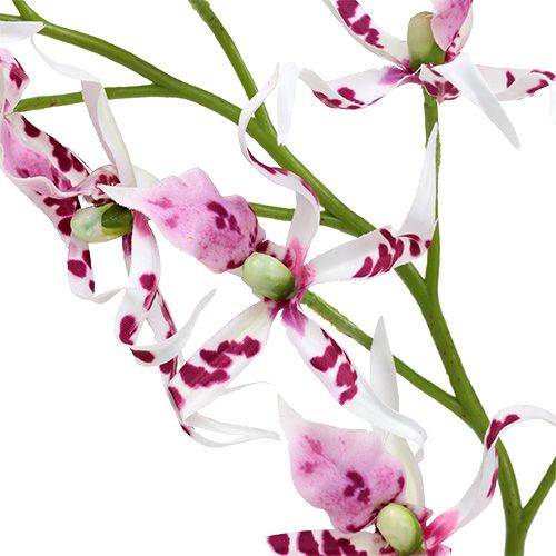 Floristik24 Pająki storczyki Brassia Pink-White 108cm 3szt.