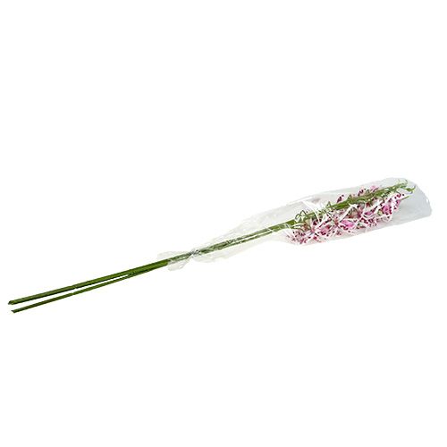 Floristik24 Pająki storczyki Brassia Pink-White 108cm 3szt.