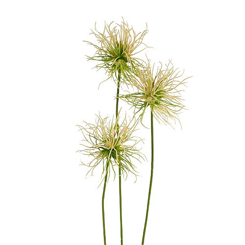 Floristik24 Gałązki łopianu spiczaste kremowo-zielone 63cm 4szt.