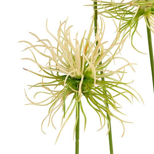 Floristik24 Gałązki łopianu spiczaste kremowo-zielone 63cm 4szt.