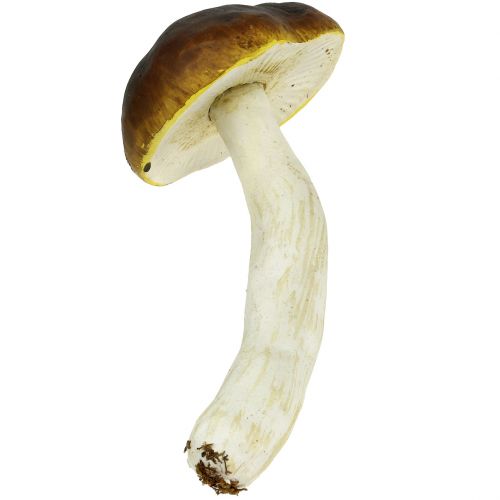 Floristik24 Borowik brązowy H8cm - 20cm 6szt