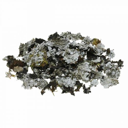 Porost naturalny z szarym mchem 500g