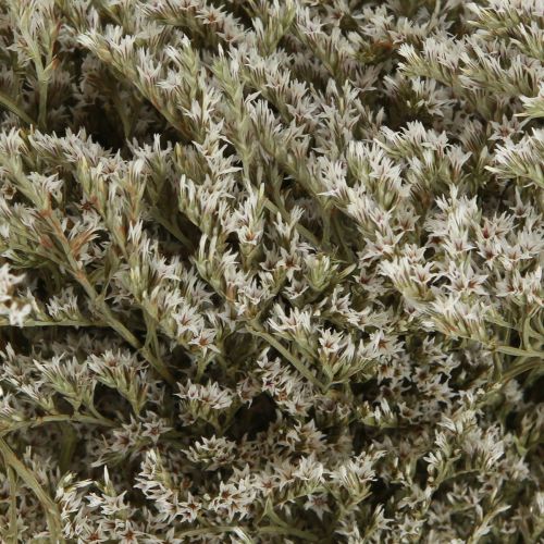 Produkt Lawenda morska Statice Tatarica suszone kwiaty naturalne 2kg
