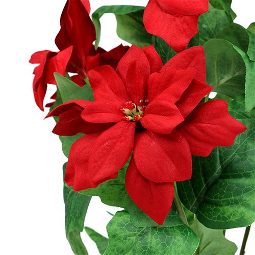 Produkt Bukiet Poinsecja Czerwona L47cm