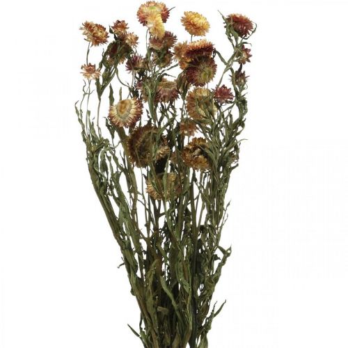 Kwiat słomy Żółty, czerwony suszony Helichrysum suszony kwiat 50cm 60g