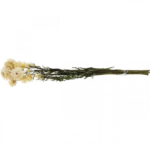 Floristik24 Sucha dekoracja słomkowy krem kwiatowy helichrysum suszony 50cm 30g