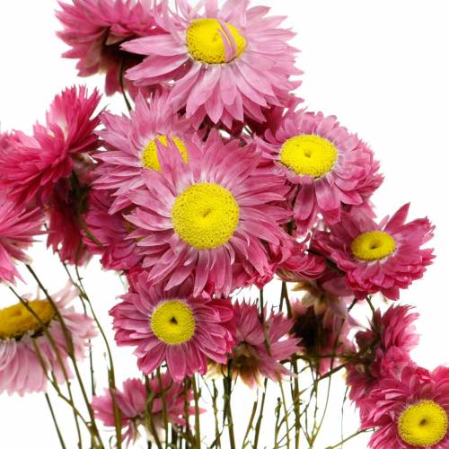 Floristik24 Truskawka w pęczku różowa Suszone kwiaty 25g