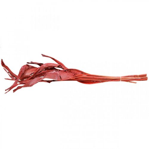 Floristik24 Liście Strelicji czerwone matowe suche florystyka 45-80cm 10 sztuk