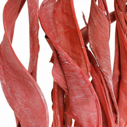 Floristik24 Liście Strelicji czerwone matowe suche florystyka 45-80cm 10 sztuk