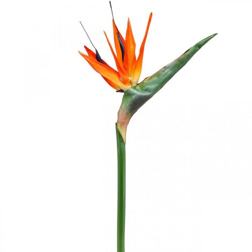 Floristik24 Strelizie reginae sztuczny kwiat pomarańczowy ptak rajski L85cm