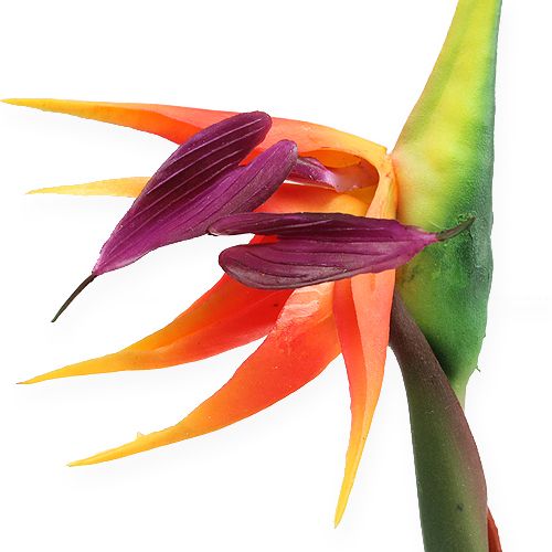 Produkt Strelicja kwiat rajskiego ptaka 62cm