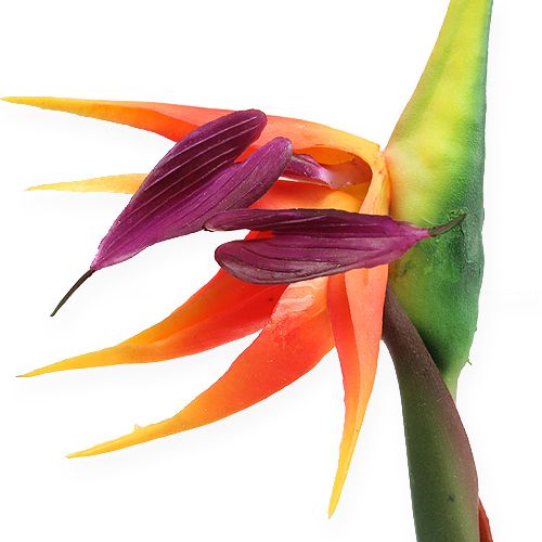 Floristik24 Strelicja kwiat rajskiego ptaka 62cm
