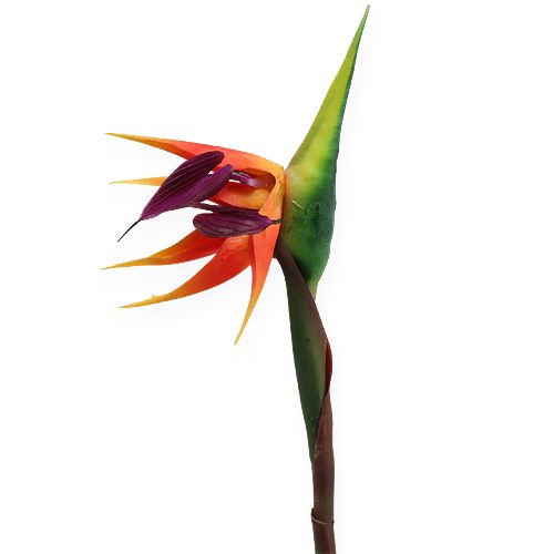 Floristik24 Strelicja kwiat rajskiego ptaka 62cm
