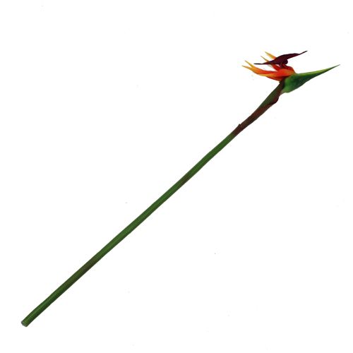 Floristik24 Strelicja kwiat rajskiego ptaka 62cm