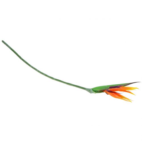 Floristik24 Strelicja Rajski Ptak 95cm