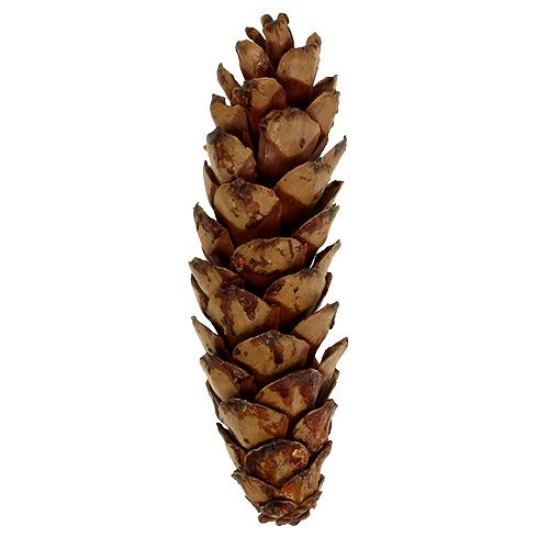 Produkt Szyszki strobusowe 10-15cm malowane 100 sztuk