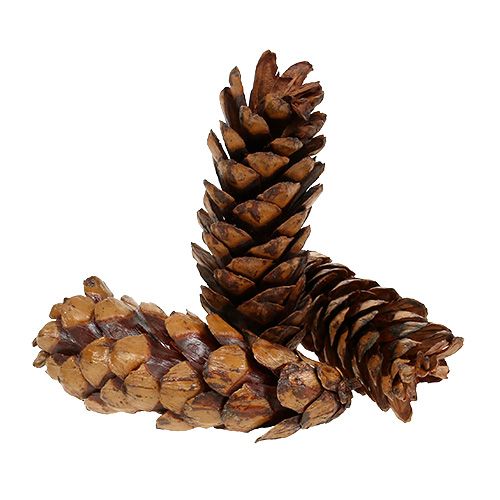 Produkt Szyszki strobusowe 15 - 20cm malowane 100 sztuk