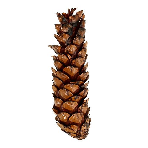 Produkt Szyszki strobusowe 15 - 20cm malowane 100 sztuk