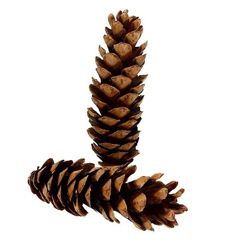 Floristik24 Szyszki Strobusowe 20 - 25cm malowane 50 sztuk