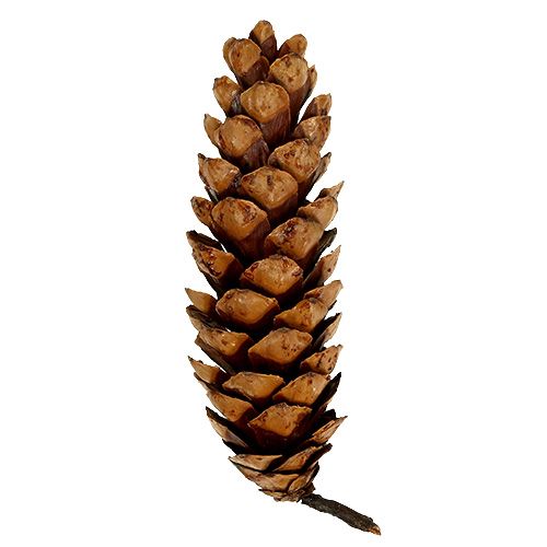 Produkt Szyszki Strobusowe 20 - 25cm malowane 50 sztuk