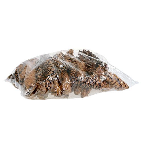 Produkt Szyszki Strobusowe 20 - 25cm malowane 50 sztuk