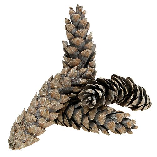 Produkt Szyszki strobusowe 15cm - 20cm białe myte 50 szt