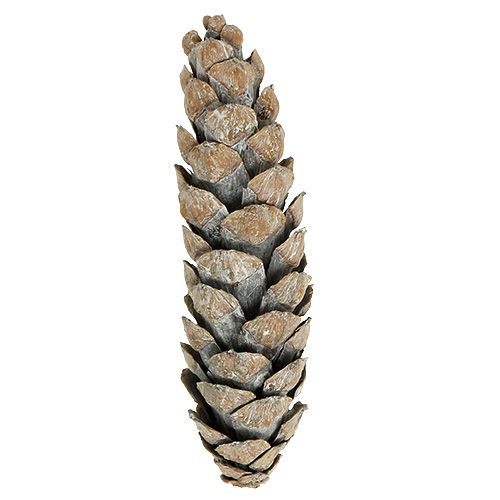 Produkt Szyszki strobusowe 15cm - 20cm białe myte 50 szt