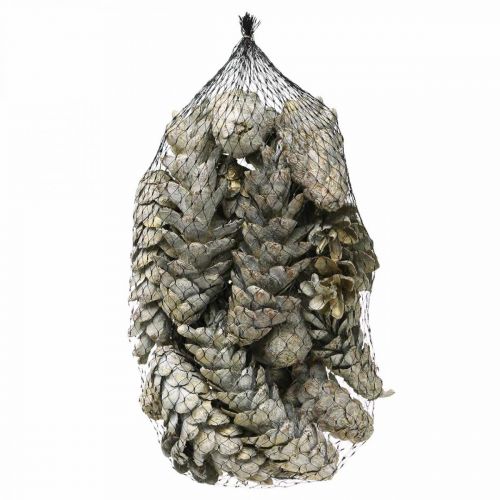Szyszki Strobus, Świąteczne, Dekoracje Adwentowe, Szyszki Weymouth Naturalne, Złote L9-14cm 20szt.