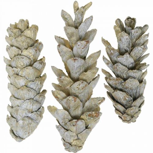 Floristik24 Szyszki strobusowe, świąteczne, dekoracja adwentowa, szyszki białe naturalne, złote L9–14cm 20 szt.