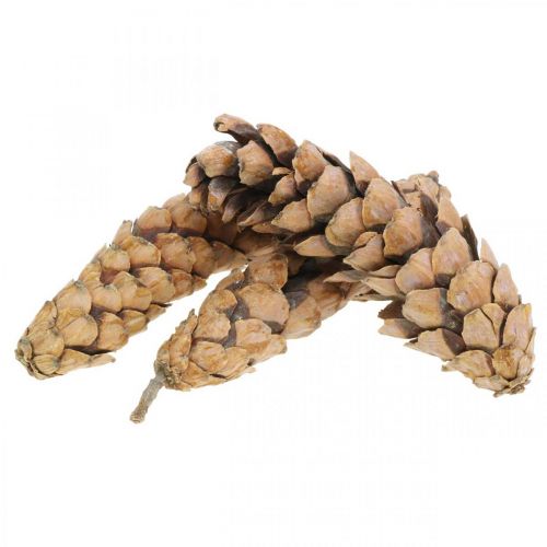 Produkt Szyszki Sosna Biała Strobus Natural Mieszany 2,5kg