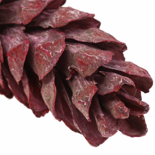 Stożek Strobus ozdoba naturalna czerwona 15cm - 20cm 50szt
