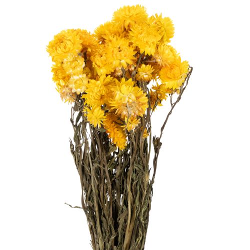 Floristik24 Suszony żółty kwiat nieśmiertelnika (Helichrysum) pęczek suszonych kwiatów, 100g