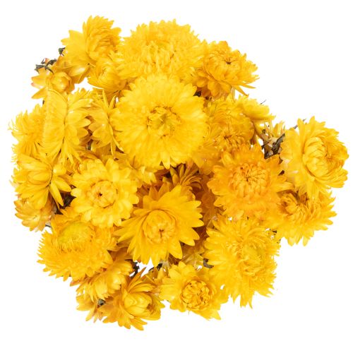 Produkt Suszony żółty kwiat nieśmiertelnika (Helichrysum) pęczek suszonych kwiatów, 100g