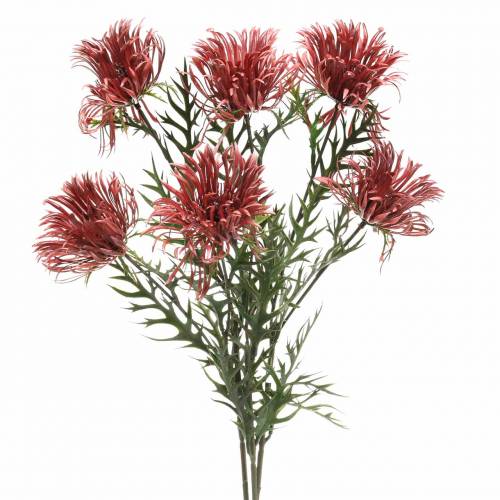 Floristik24 Xanthium gałązka bordo 69cm 3szt.