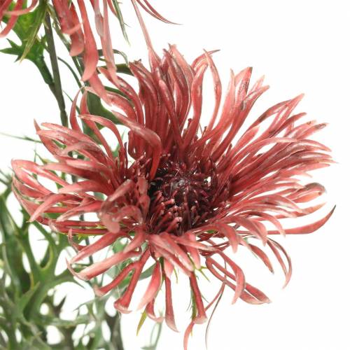 Floristik24 Xanthium gałązka bordo 69cm 3szt.