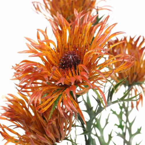 Floristik24 Xanthium Gałązka Pomarańczowa 69cm 3szt.