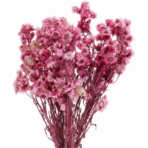 Floristik24 Suszone Kwiaty Różowe Suszone Kwiaty Bukiet Suszone Kwiaty Różowe H21cm
