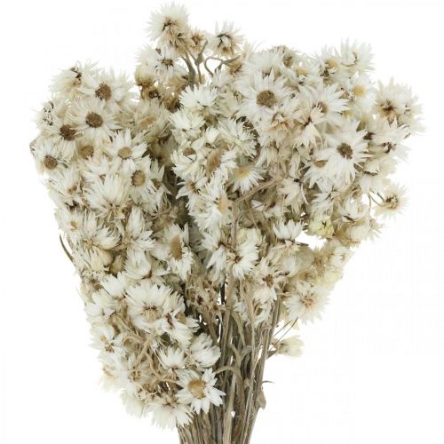 Floristik24 Kwiaty Słomkowe Suszone Kwiaty Bukiet Biały Mały 15g