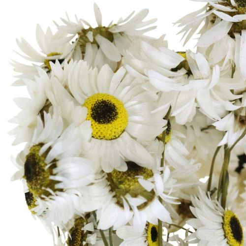 Floristik24 Acroclinium White, rośliny suche, kwiaty słomiane, florystyka sucha L20–40cm 25g