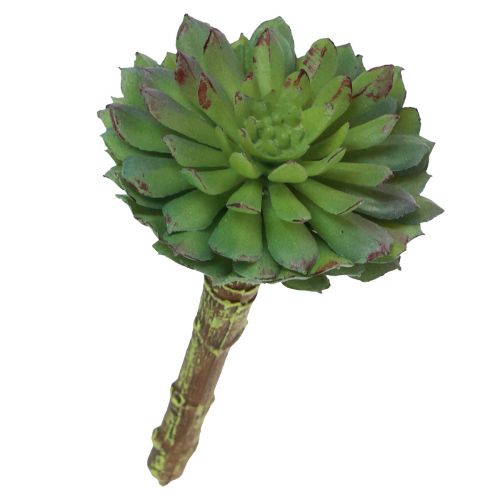 Floristik24 Soczysta Echeveria Sztuczna zielona roślina zielona Ø6cm 10,5cm
